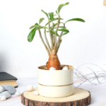 Gift Bonsai Plants to Your Friends and Loved Ones On All Occasions