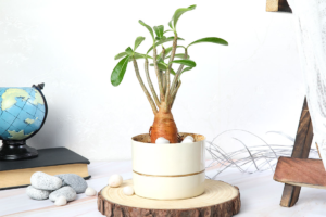 Gift Bonsai Plants to Your Friends and Loved Ones On All Occasions