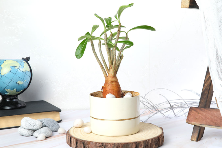 Gift Bonsai Plants to Your Friends and Loved Ones On All Occasions