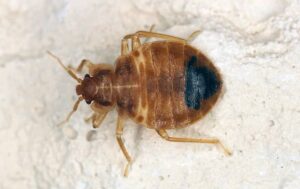How To Find And Get Rid Of Bed Bugs