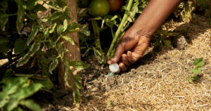 What are the global impacts of the fertilizer industry?