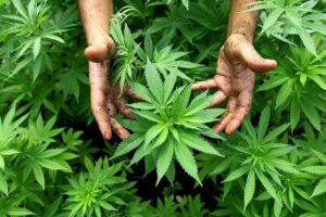 Unveiling The Green Haven: The Allure Of A Marijuana Shop