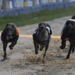 Greyhounds betting exchanges