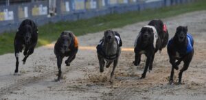 Greyhound Racing: Tips for Beginners