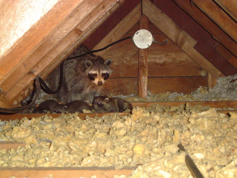 The Risks of DIY Raccoon Removal: Why You Should Trust Capital Wildlife Control Experts