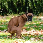 Explaining The Common Colours of a Dog’s Stool
