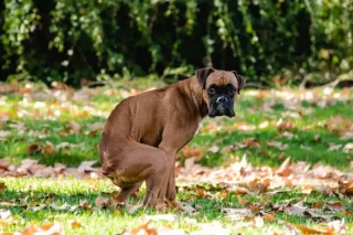 Explaining The Common Colours of a Dog’s Stool