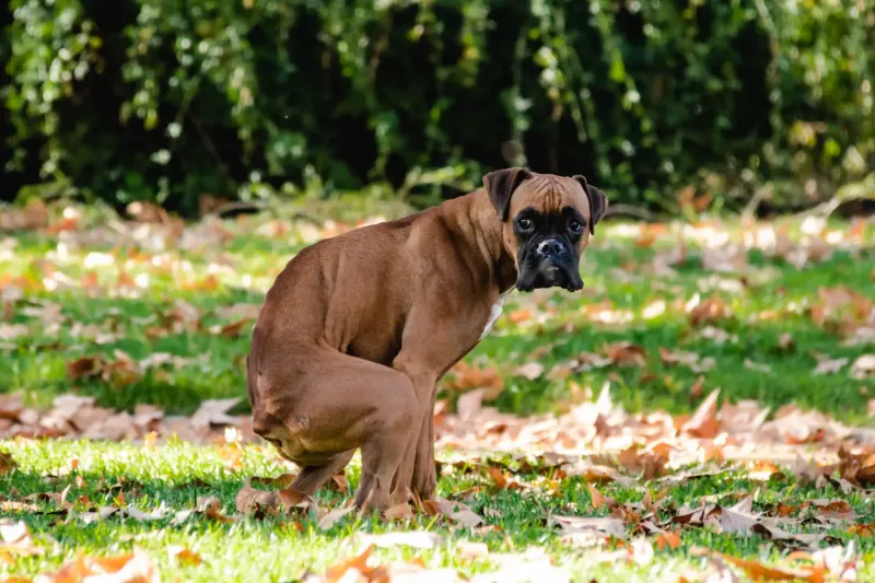Explaining The Common Colours of a Dog’s Stool