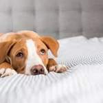 Explaining The Common Colours of a Dog’s Stool